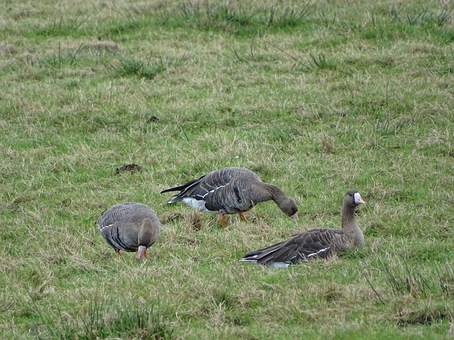 但伯恩茅斯 但伯恩茅斯
